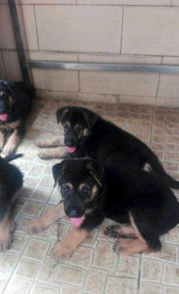 ky开元